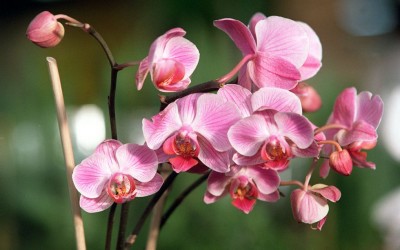 Orquídeas en peligro