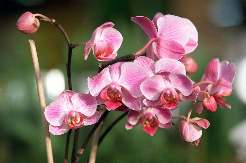 Orquídeas en peligro